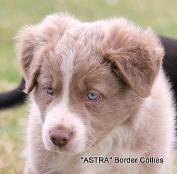 Lilac male, Smooth to medium coat, border collie puppy